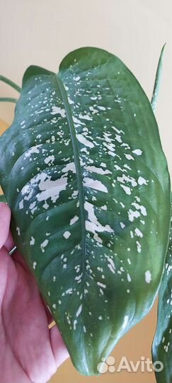 Диффенбахия декоративное, комнатное растение