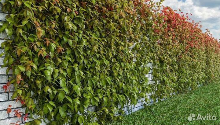 Партеноциссус тройчатый Вичи С4