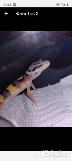 Геккон эублефар