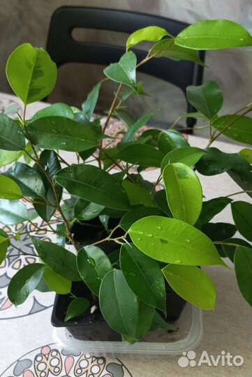 Фикус бенджамина