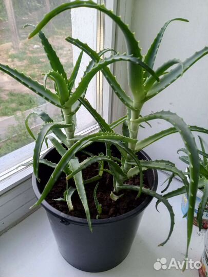 Алоэ лечебный