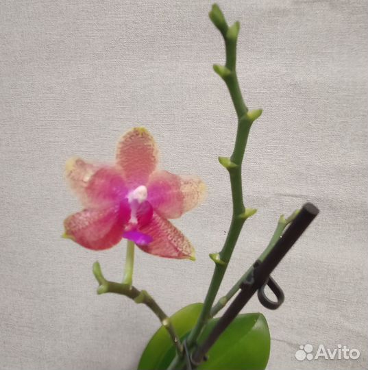 Орхидея фаленопсис Бронзовый Будда