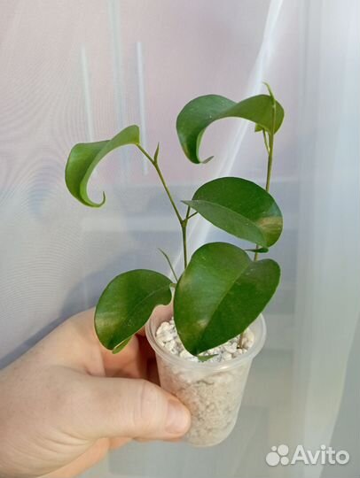 Фикусы разные