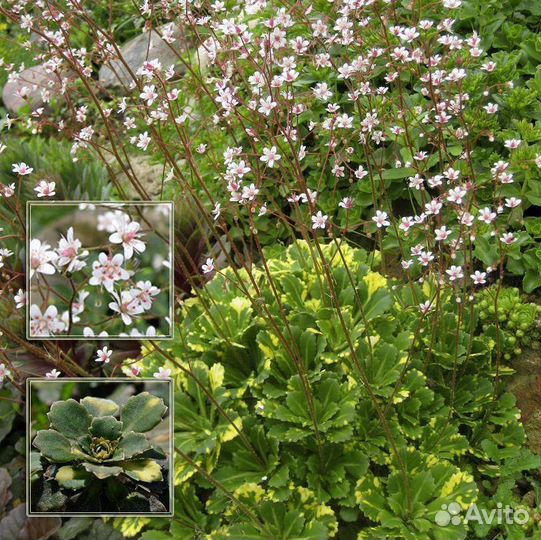 Очиток испанский.Почвопокровники