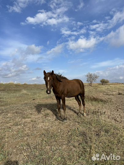 Лошадь жеребец