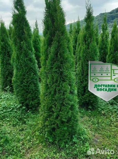 Туя Смарагд