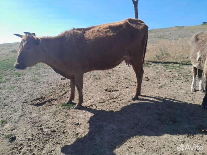 Коровы стельные