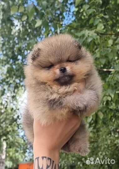 Померанский шпиц мини