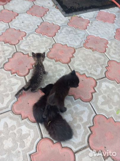 Отдам котенка в добрые руки