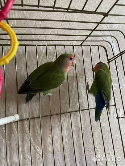 Попугай неразлучники ручные
