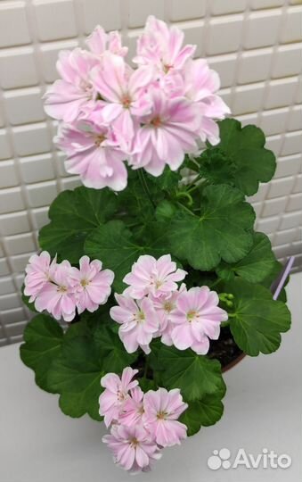 Пеларгония, Герань