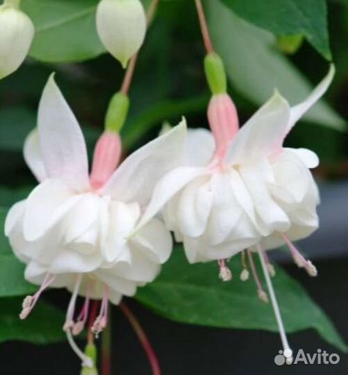 Фуксии сортовые, махровые. Укор.черенки