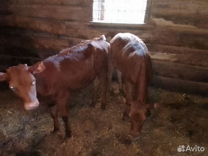 Телята 2 шт по 5 мец