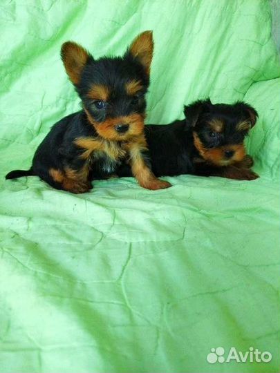 Щенки Йоркширского терьера мини