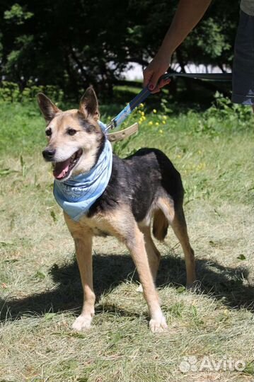 Добрейший пёс Сэм не может быть в приюте