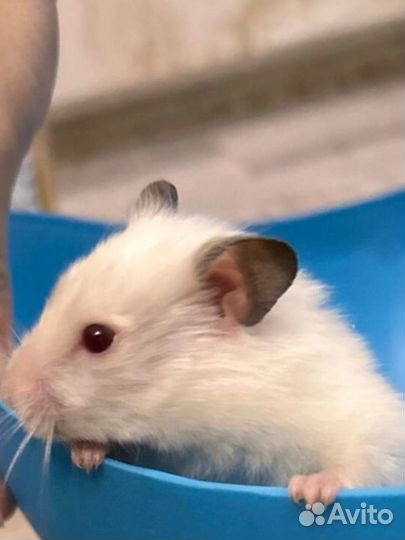 Сирийский хомяк