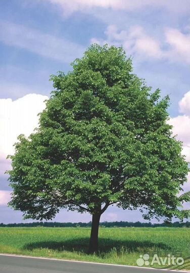 Липа мелколистная, саженцы зкс