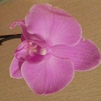 Орхидея фаленопсис