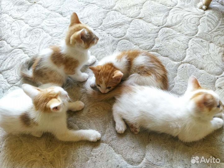 Котики ищут семью