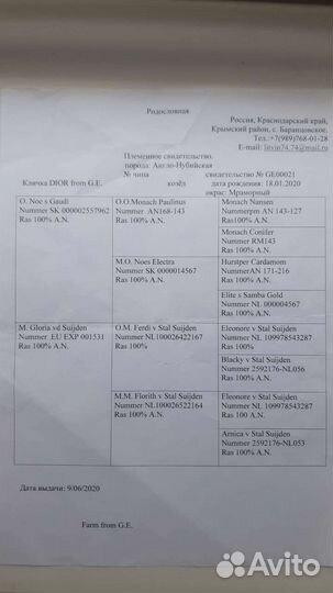 Англо нубийский козел