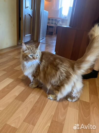 Кошачья шерсть