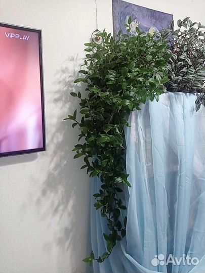 Традесканция