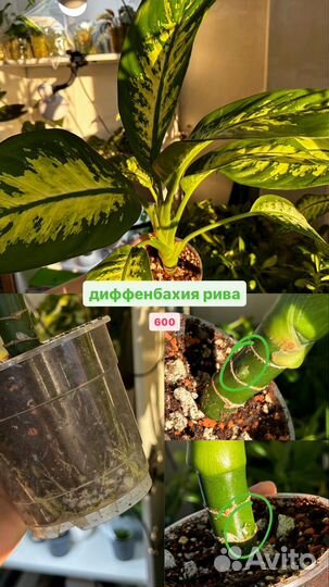 Диффенбахия