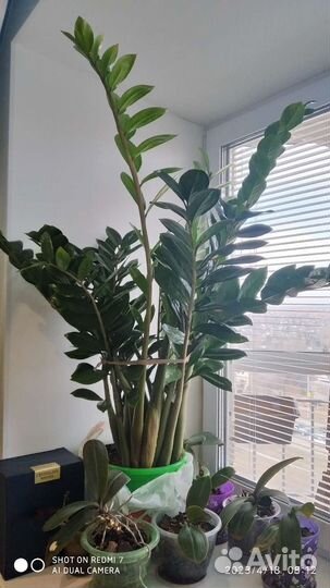 Замиокулькас