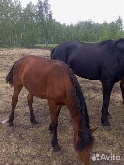 Лошади и жеребята