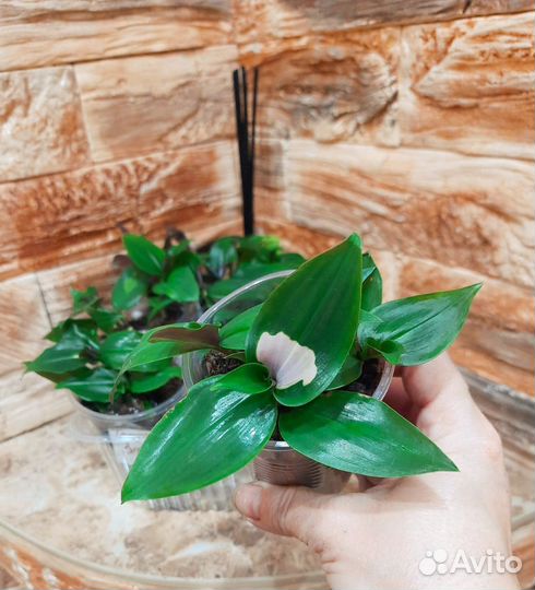 Традесканция 