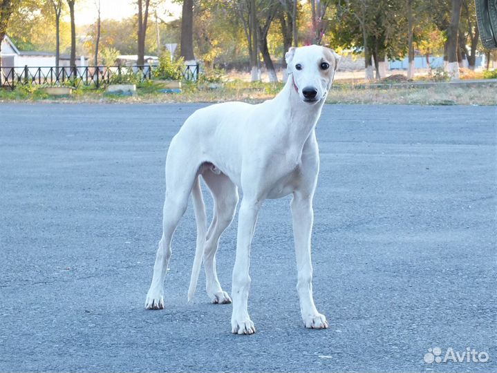 Щенок грейхаунда