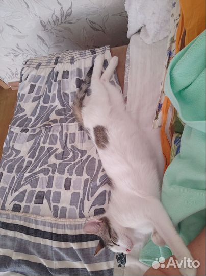 Молодой котик