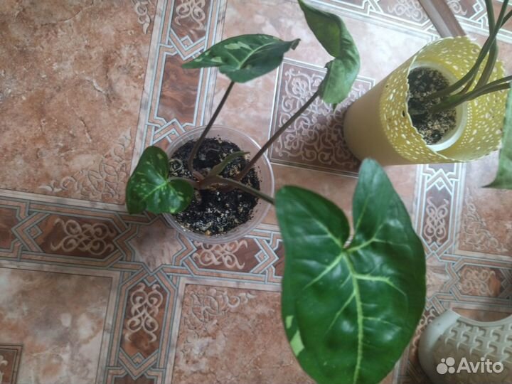 Сингониум, алоэ