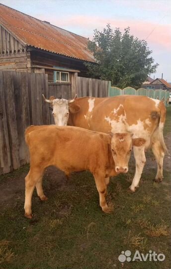 Коровы и телята, овцы и ягнята