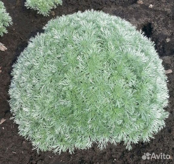 Полынь Шмидта