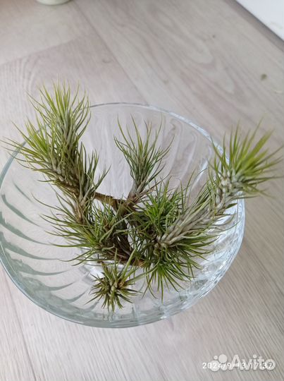 Тилландсия атмосферная