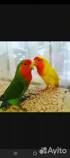 Попугаи неразлучники