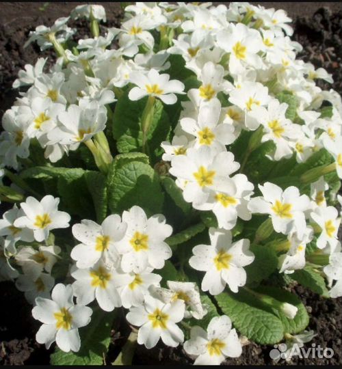 Примула, весенний первоцвет