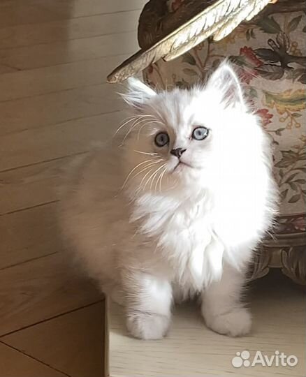 Супер-котята: Котик и две кошечки