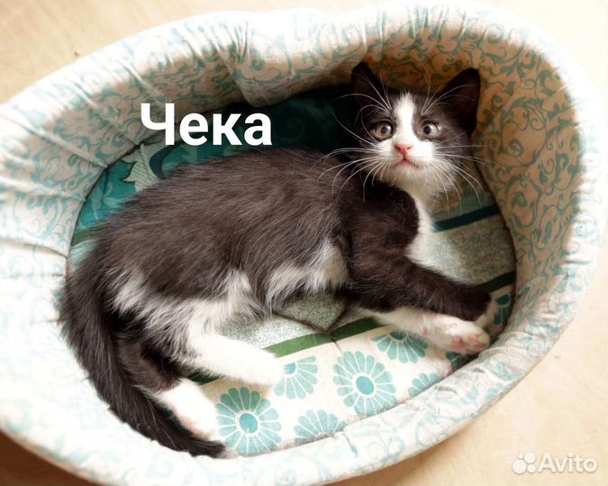 Котятам нужен дом