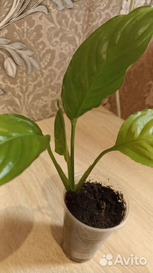 Спатифиллум