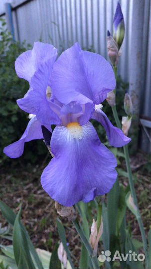 Ирис