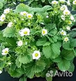 Саженцы клубники