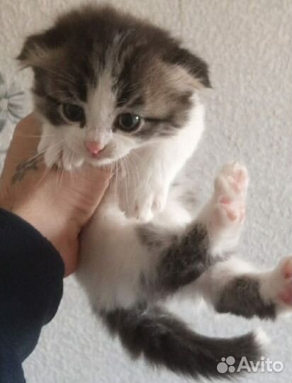 Вислоухие котята
