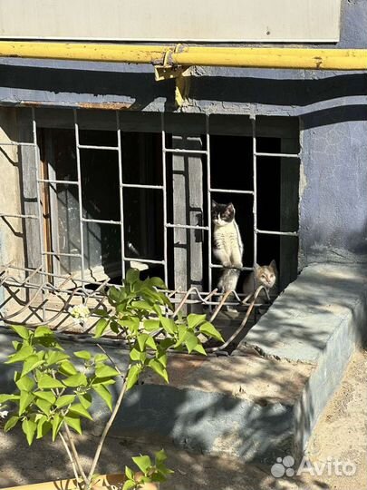 Котята в добрые руки бесплатно