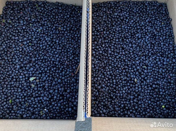 Черника свежая опт и в розницу