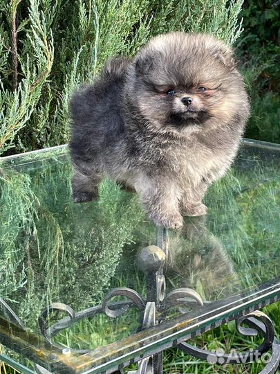 Шпиц мини девочка