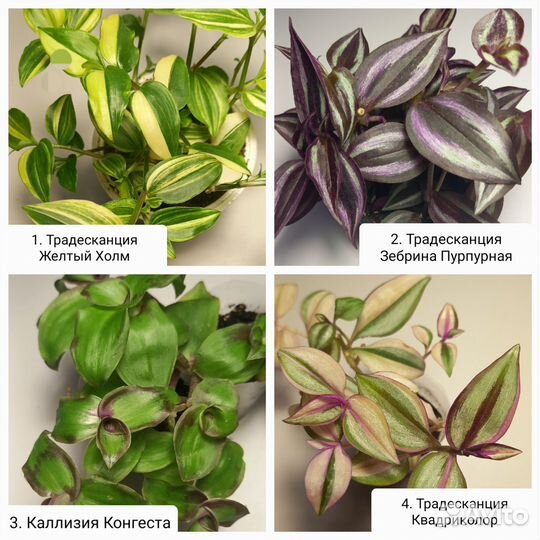 Традесканции, Каллизии