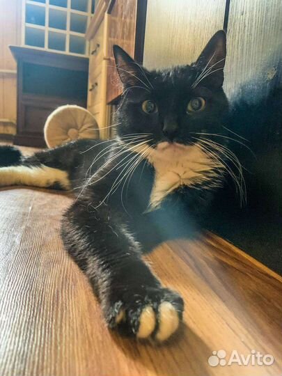 Черный котик 1г 3мес ждет передержку или ищет дом