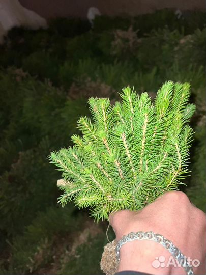 Сеянцы сосны зкс